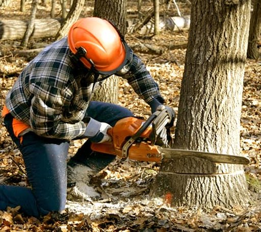 Tree Removal in Princeton, CA
